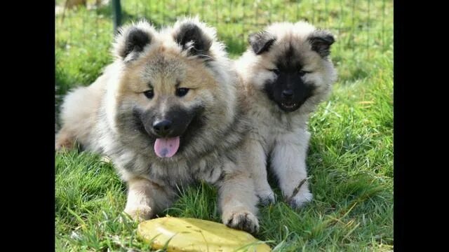 Евразийский шпиц фото Eurasier Leuke honden, Honden, Hondenliefhebbers