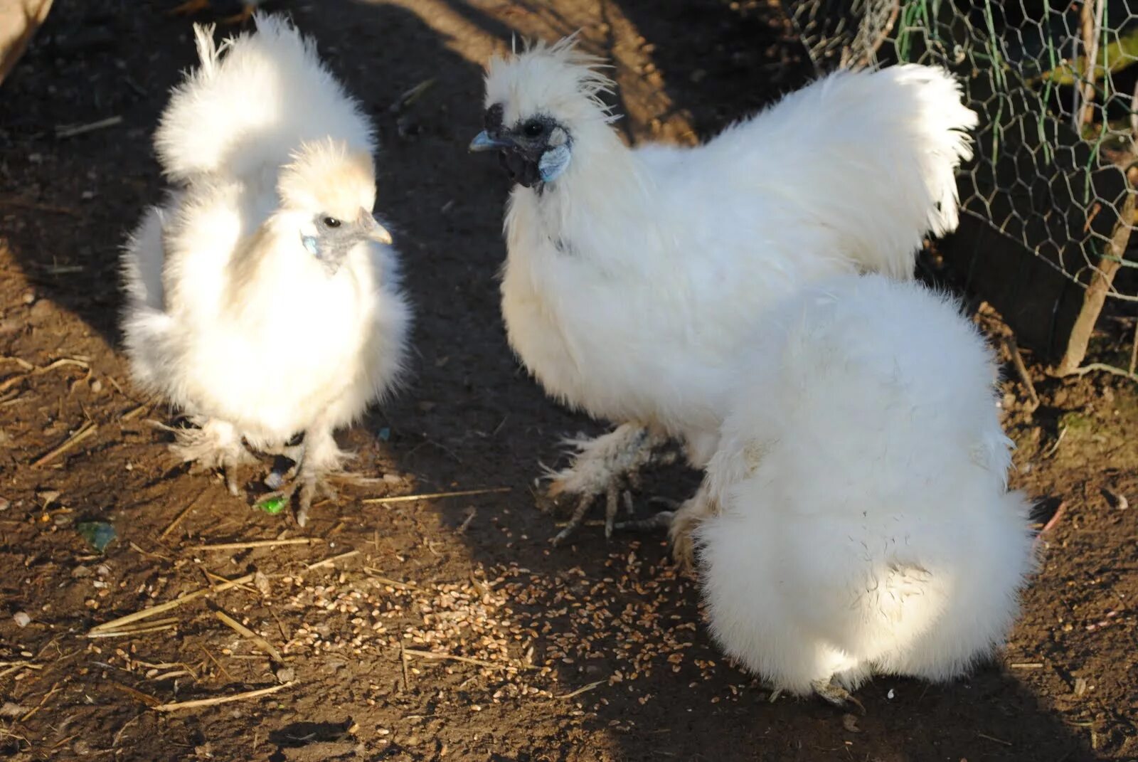 French Hen Chickens backyard, Beautiful birds, Chickens