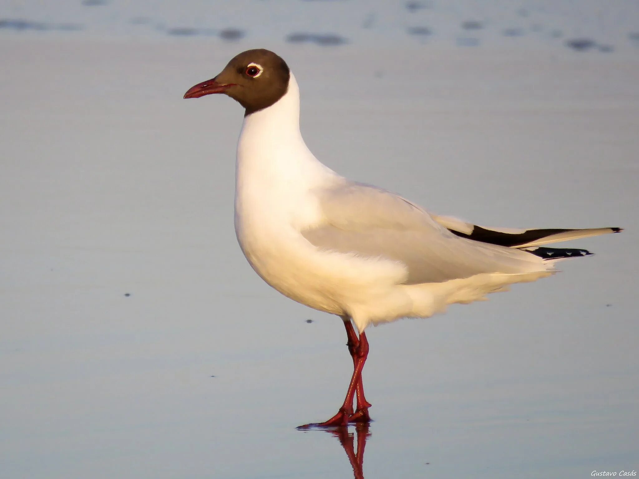 Бегун сканворд 6. Chroicocephalus. Патагонская Чайка. Leucophaeus atricilla x Chroicocephalus cirrocephalus.