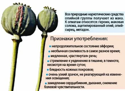 Чем полезен мак