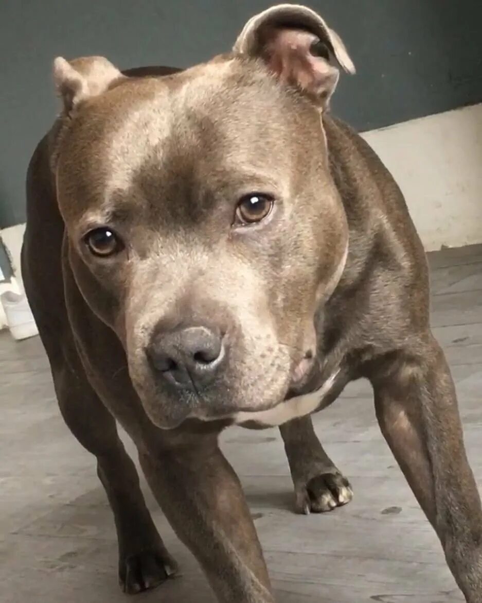 Американский стаффордширский терьер голубой. Стаффордширский бультерьер серый. Питбуль цвета. Американский стаффордширский терьер шоколадный. Американский стаффордширский терьер голубой.