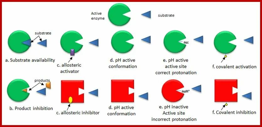 Action site. Allosteric Regulation. What is Enzyme. Active site and regulatory site of Enzyme. Effect Enzymatic Activator.