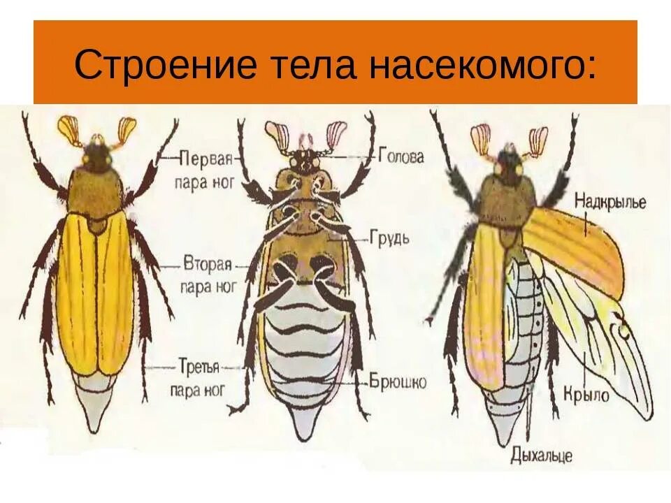 Какие части насекомого изображены. Внешнее строение насекомого схема. Строение насекомых внешнее строение. Класс насекомые внешнее строение насекомых. Класс насекомые строение тела.