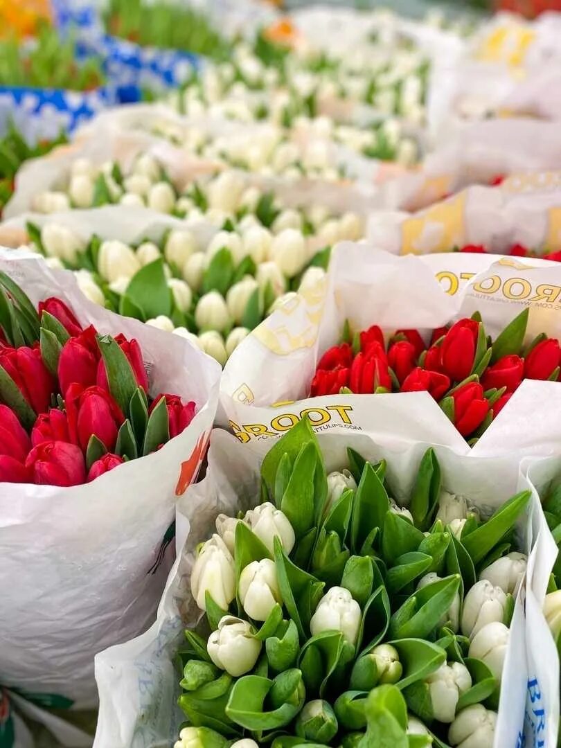 Продать тюльпаны оптом. Эквадорские тюльпаны. Тепличные тюльпаны. Эквадорские тюльпаны. Тюльпан сибирь.