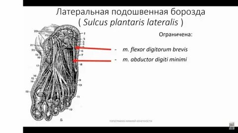 Латеральная борозда
