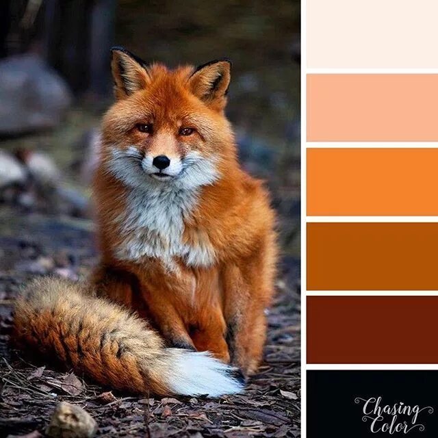 Палитра рыжего. Палитра рыжего. Оттенки рыжего палитра. Оттенки натурального рыжего палитра. Палитра рыжего.