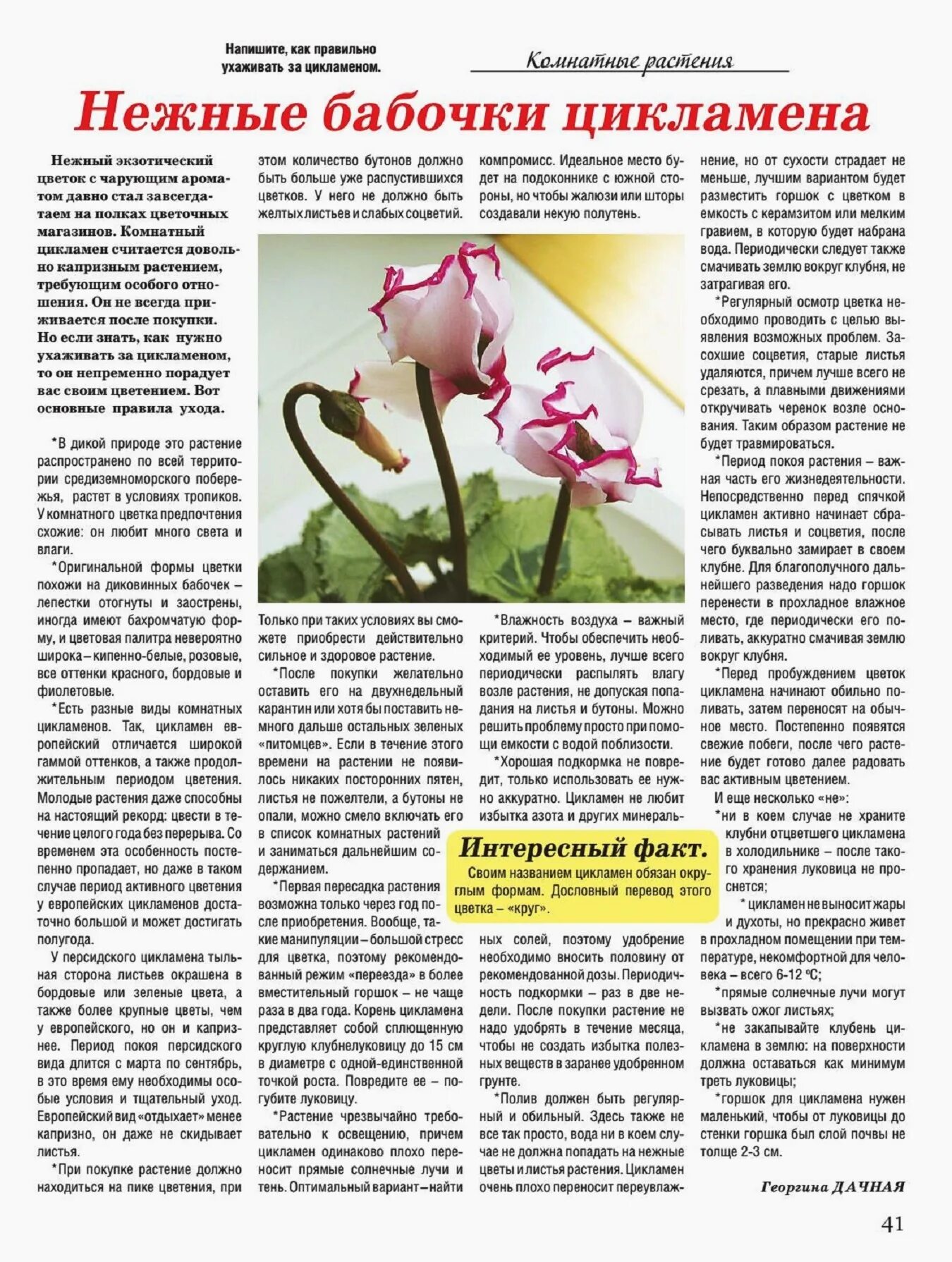 Цикламен условия ухода. Домашний цветок цикламен как ухаживать. цикламена цветок как ухаживать в домашних условиях. комнатные растения цикламен как ухаживать в домашних условиях. цикламен период цветения.