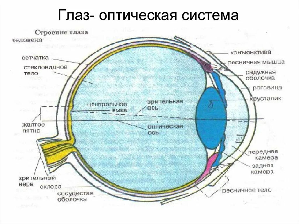 Оптическая система зрительного анализатора. Зрительный анализатор строение глаза оптическая система. Анатомия оптической системы глаза. Строение зрительного анализатора. К оптической системе глаза относятся хрусталик