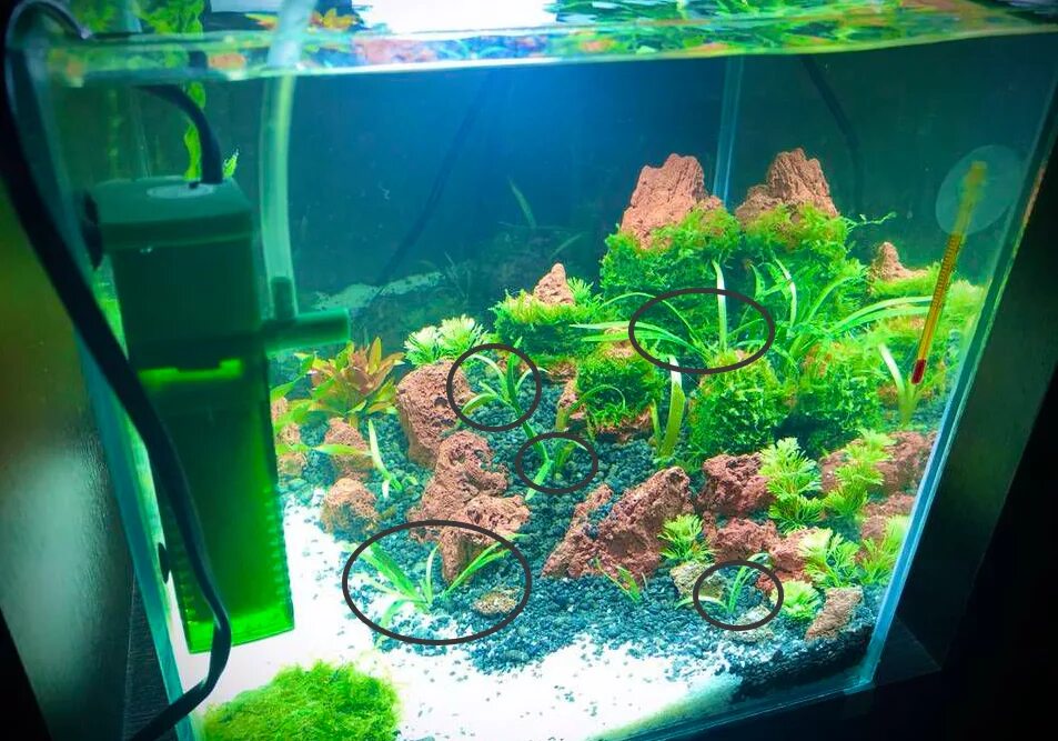 Нано кубик ивагуми аквариум. Ивагуми в нано аквариуме. Заполнение аквариума. Наполнение аквариума. Аквариум с камнями акваскейп.