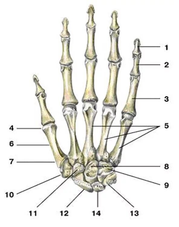 Строение пястной кости кисти. Кости пясти анатомия. Кости запястья Синельников анатомия. Скелет кисти ладонная поверхность. Скелет запястья человека
