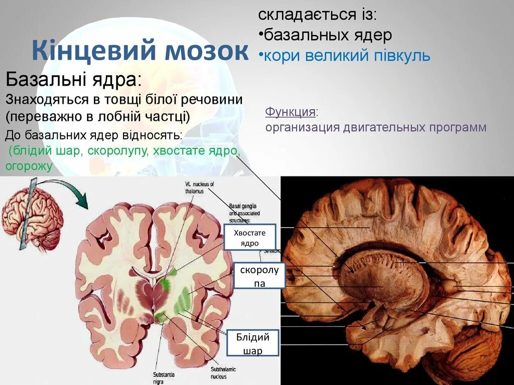 Базальные ядра. Базальные подкорковые ядра. Базальные ядра головного мозга. Базальные (подкорковые) ядра конечного мозга. Изменение в базальных отделах