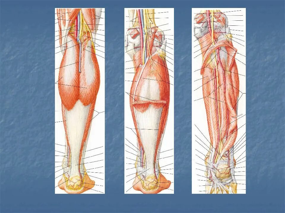 Топография голени конечности. Топография нервов голени. Топография мышц нижней конечности анатомия. Canalis cruropopliteus анатомия.