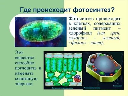 Фотосинтез клеточный пигмент