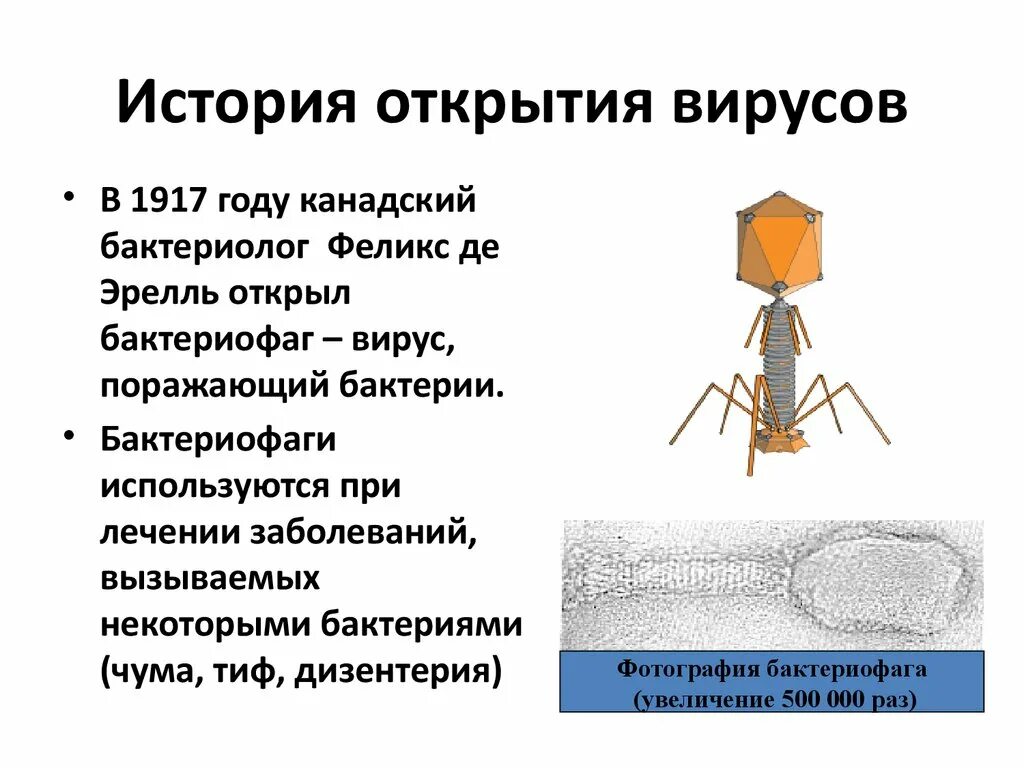 История первых вирусов. История открытия вирусов таблица. вирус бактериофаг.