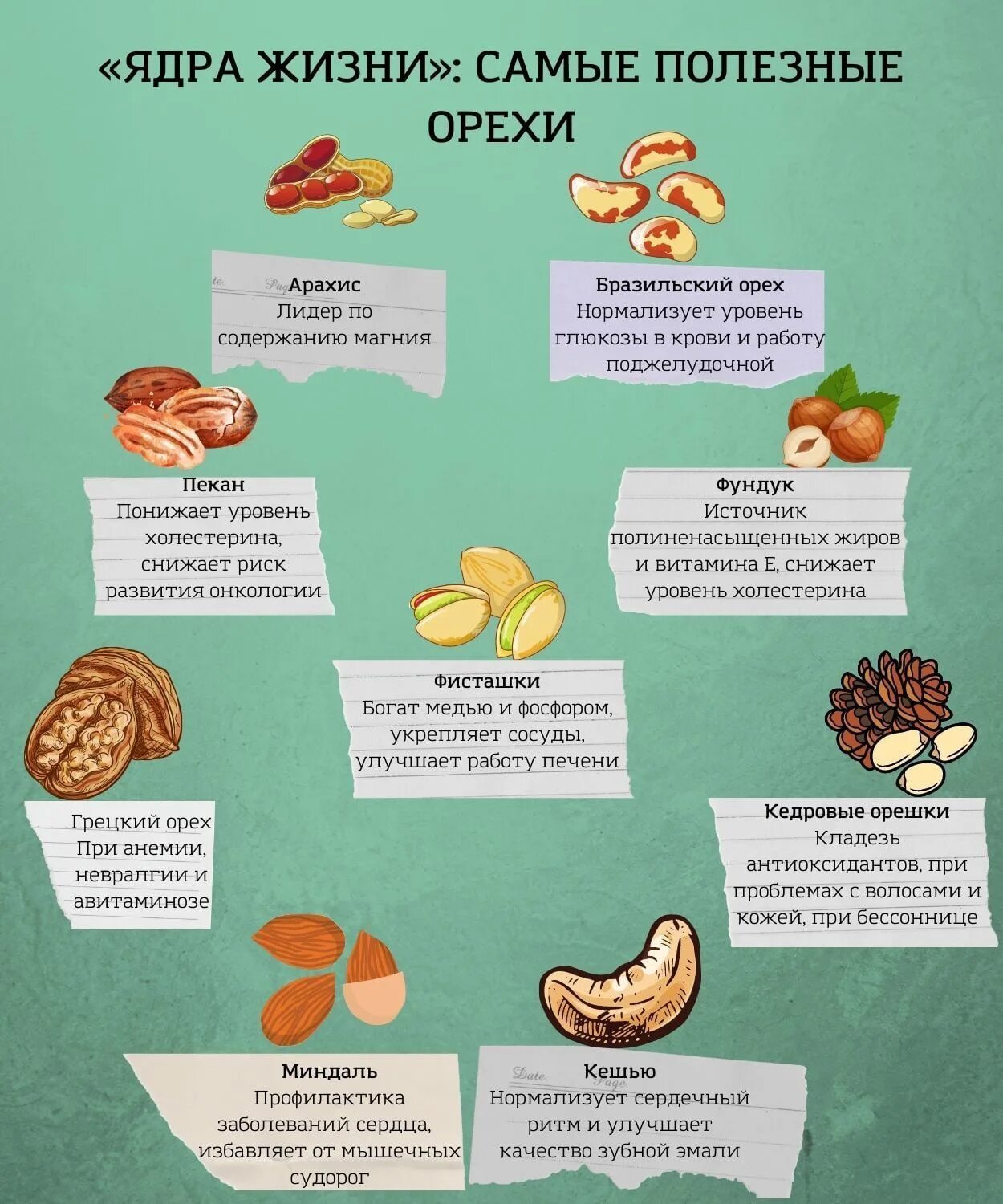 Орехи польза для организма сколько нужно. Самые полезные орешки. Самое полезное. Какие орехи полезны. Какие орехи полезнее.