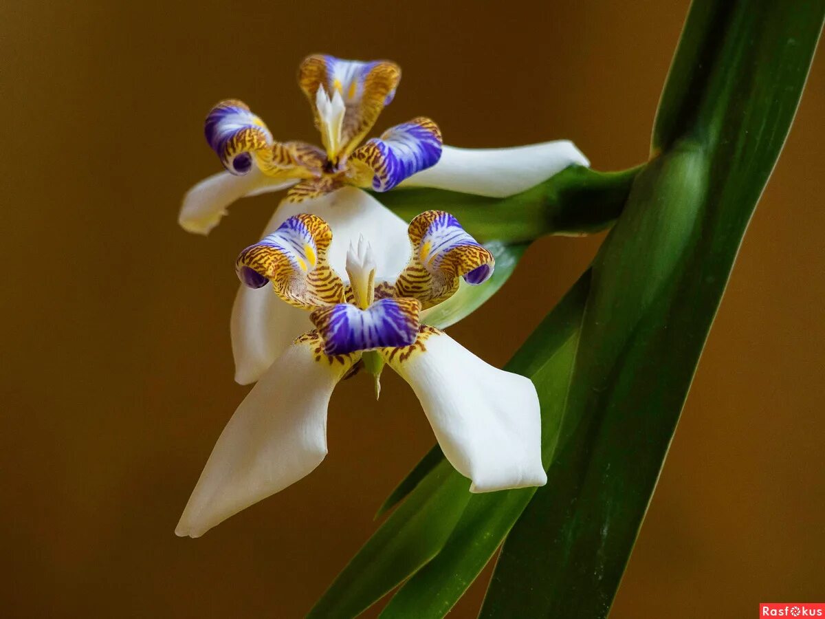Орхидея неомарика. Ирис неомарика. Шагающий ирис. Комнатный ирис неомарика. Орхидея неомарика.