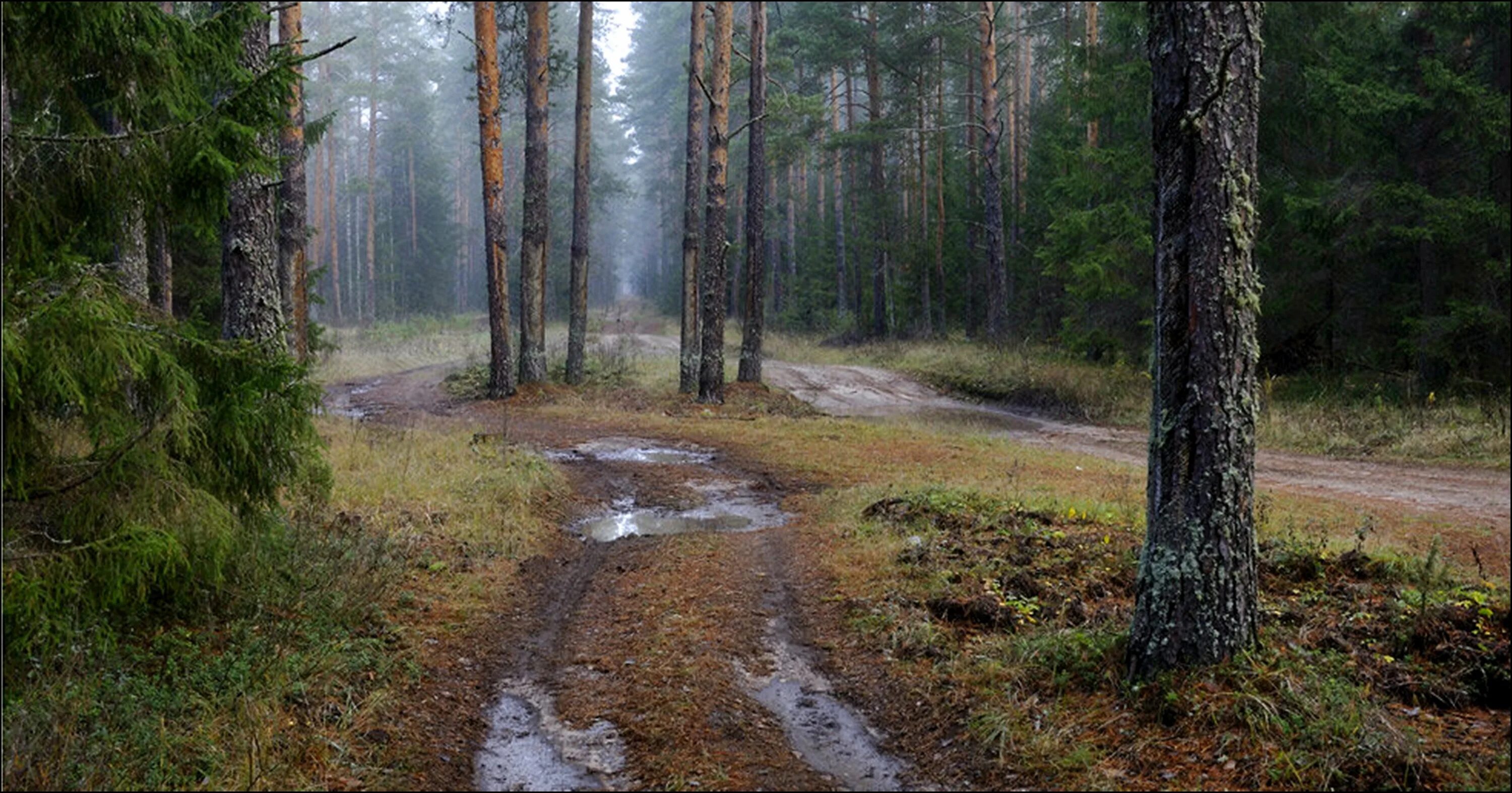 Дождь в лесу описание. Сосновый Бор Ленинградская область лес. Псков Бор лес. Сосновый Бор Псковская область. Шишкин лес Бузулукский Бор.