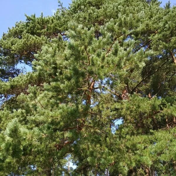 Памятник природы река обельна и её пойма. Цимлянские пески сосновый бор. Погода сосенки. Погода сосенки. Парк сосенки во владимире.