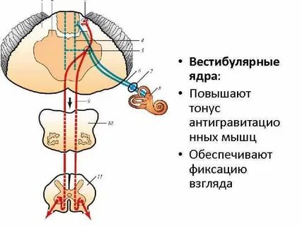 Пути равновесия