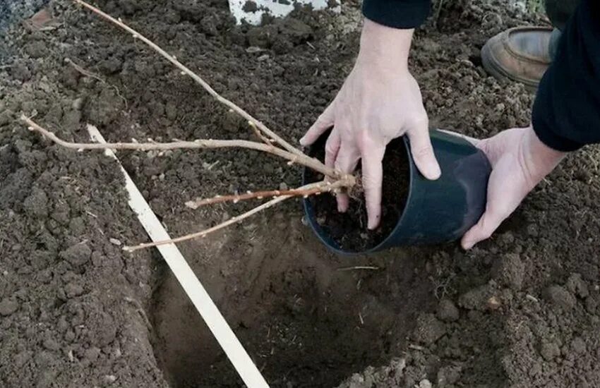 Какая почва нужна для смородины. Подкормки смородина крыжовник. Какая почва нужна для смородины. Схема высадки малины. Йошта саженцы.
