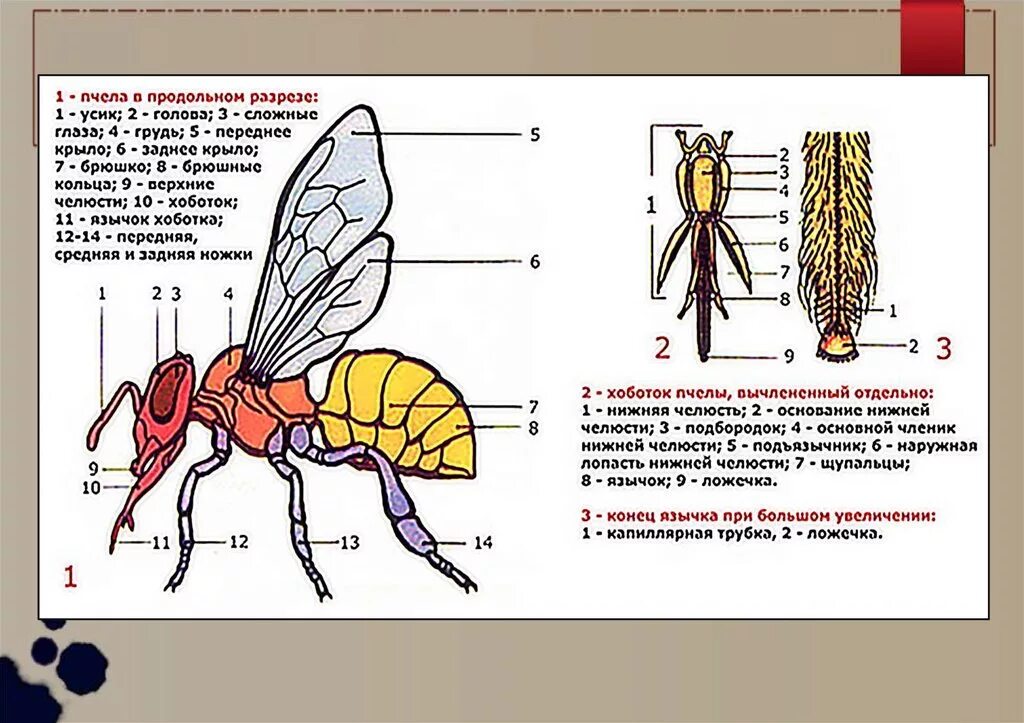 Исследование конечностей домашней пчелы какая биологическая наука. Схема внутреннего строения пчелы. Внутренне строение пчелы. Внешнее строение пчелы 7 класс. Внутреннее строение пчелы биология.