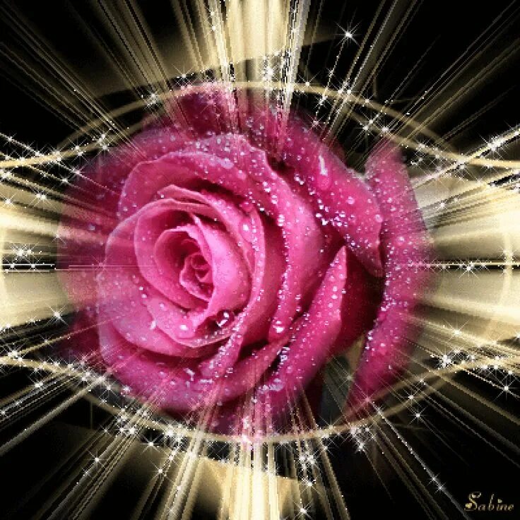 Rose gif box net