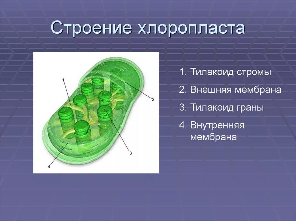 Хлоропласты Строма тилакоиды граны. Тилакоиды стромы хлоропласта. Строение граны в хлоропласте. Строма и тилакоиды. Уровень организации хлоропласта