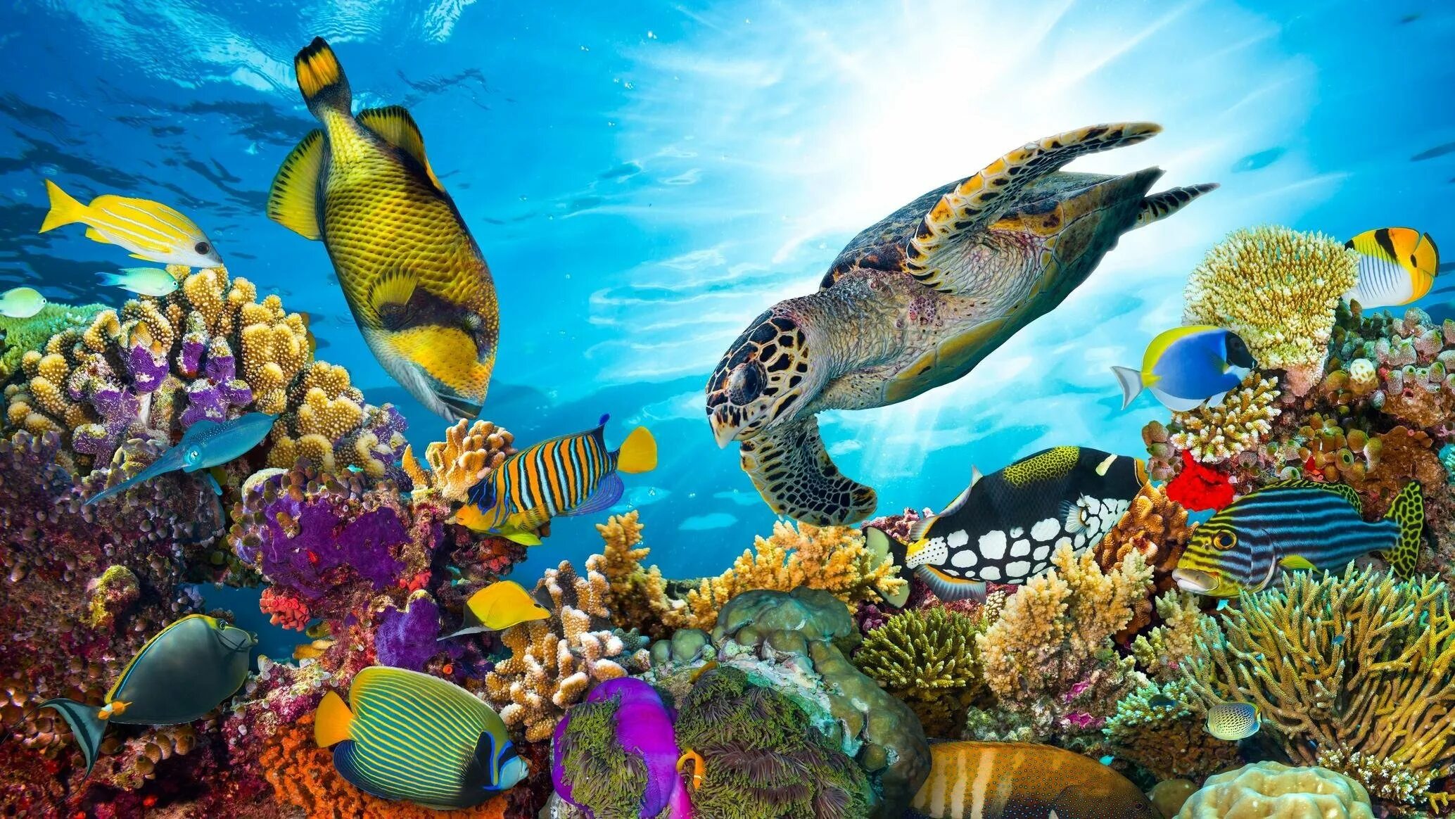 Морской мир россии. Морские черепахи барьерного рифа. Подводный мир кораллы. Морской мир. Коралловый риф.