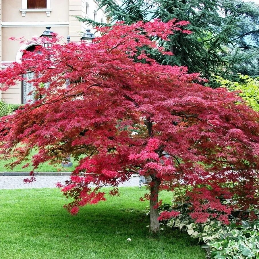 Красные деревья названия и фото. Клен Acer palmatum Atropurpureum. Acer palmatum - клен пальмолистный. Клен пальмолистный Атропурпуреум (Acer palmatum Atropurpureum). Клен веерный Бладгуд.