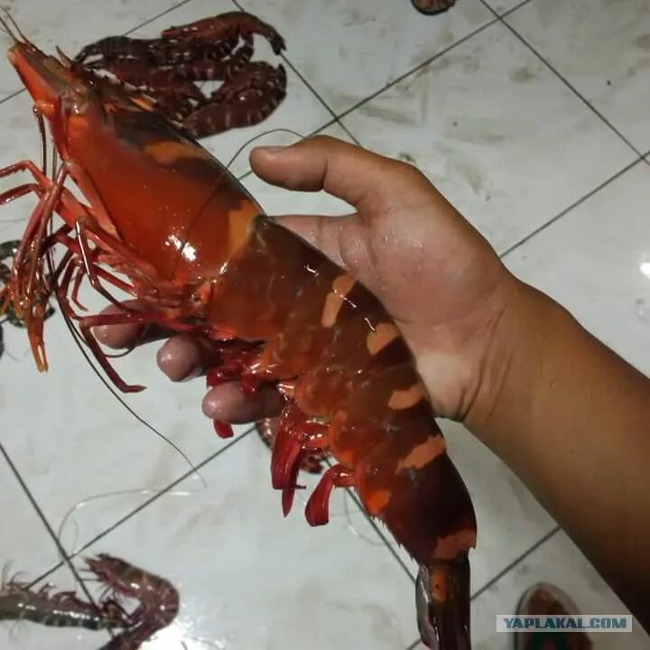 Морские креветки. Креветки описание. Креветка северка. Креветки 50/70 размер. Разновидность криветков.