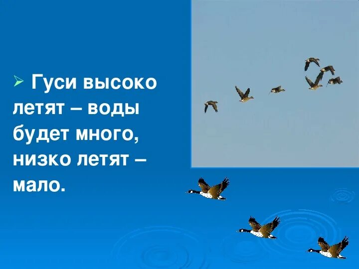 Гуси высоко летят воды будет много. Гуси летят. Гуси высоко. Гуси улетают приметы. Летел высоко составить предложение