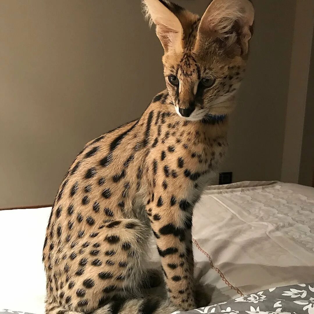 Большие кошки домашние породы фото
