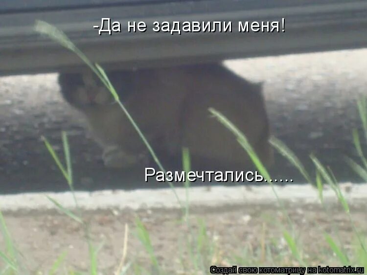 Все равно умру я панком. Все равно умру я панком