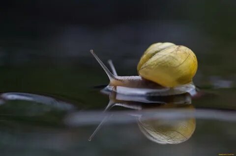 Улитка водяная ползет медленно