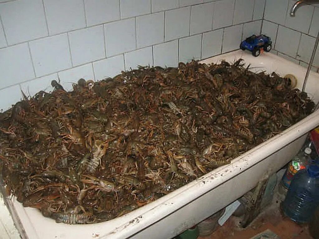 Какашка в ванной