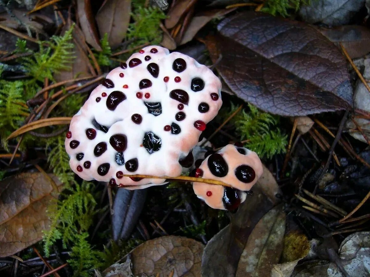 Гриб кровавый зуб. Кровоточащий гриб (Hydnellum peckii). Гриб Гиднеллум Кровавый зуб.