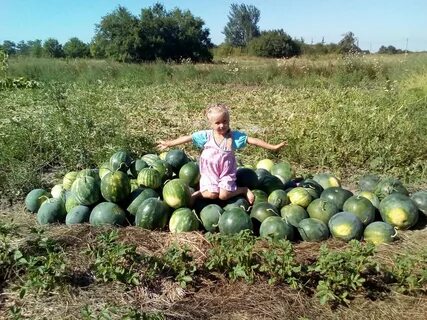 Огород арбузы дыни