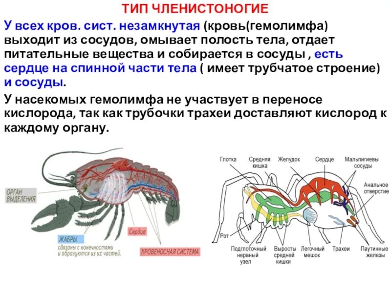Строение кровеносной системы беспозвоночных животных. Чем отличается кровеносная система. Чем отличается кровеносная система. Чем отличается кровеносная система. Кровеносная система пресмыкающихся,птиц,млекопитающих.