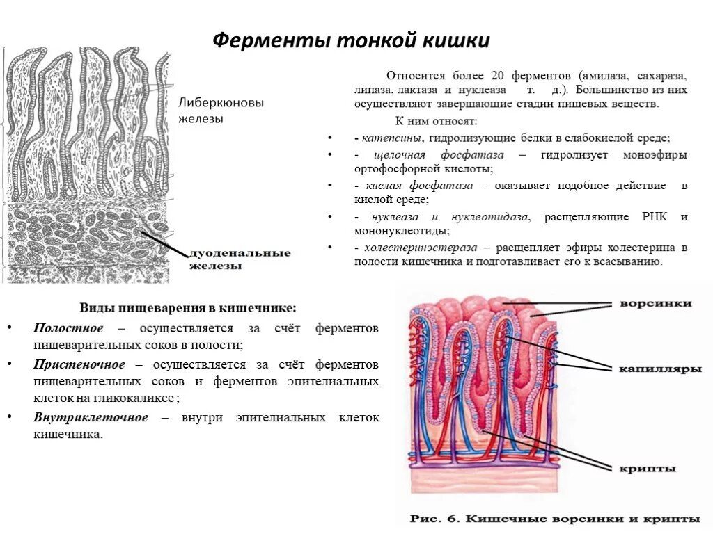 Каково строение тонкой кишки. Ферменты на ворсинках тонкого кишечника. Пищеварительные железы ферментов кишечника. Железы тонкого кишечника ферменты. Тонкий кишечник секрет железы.