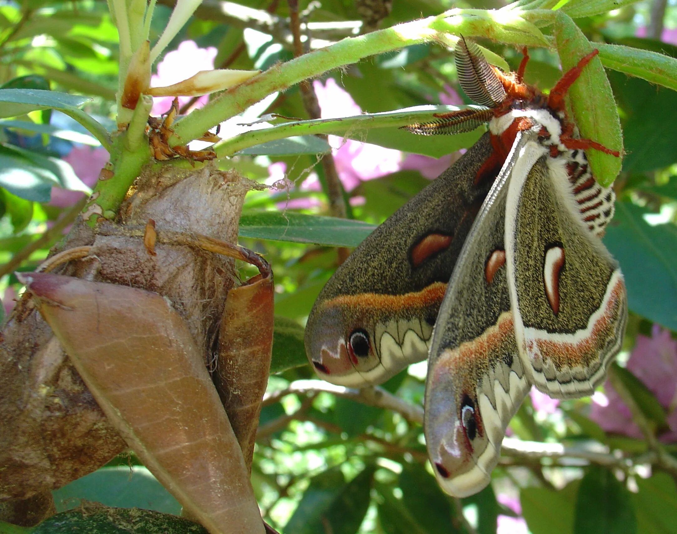 Павлиноглазка цекропия (Hyalophora Cecropia). Мотылёк Павлиноглазка цекропия. Сатурния цекропия бабочка. Павлиноглазка цекропия куколка.