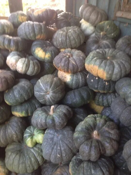 Тыква царевна лягушка. Тыква жаба описание. Тыква жаба описание. Тыква сорт жаба. Тыква сорт царевна лягушка.