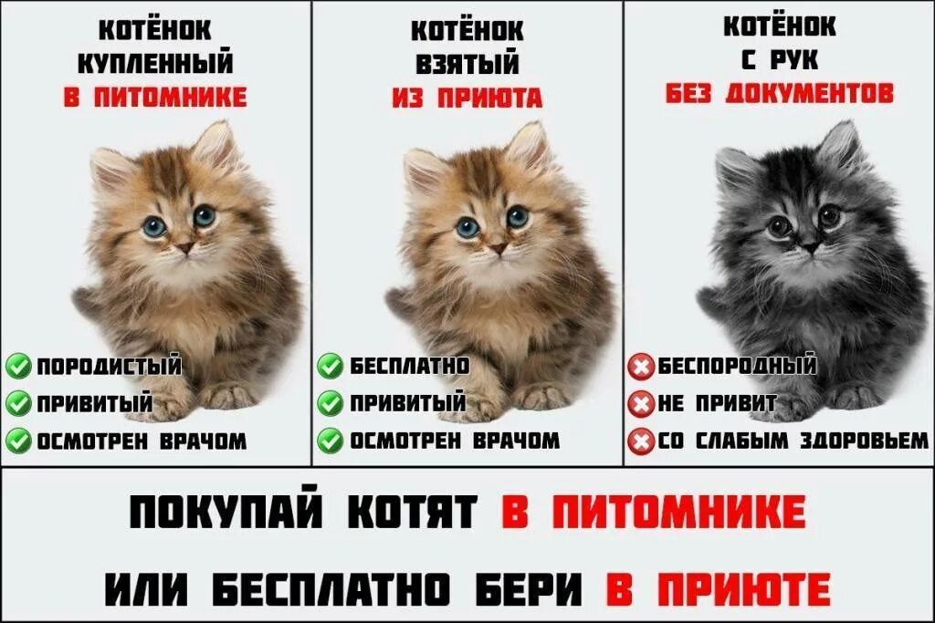 Породы кошек для квартиры. Какого котенка лучше завести. Кого лучше завести кошечку или собаку. Кого завести кошку или собаку. Кого лучше взять кошке.