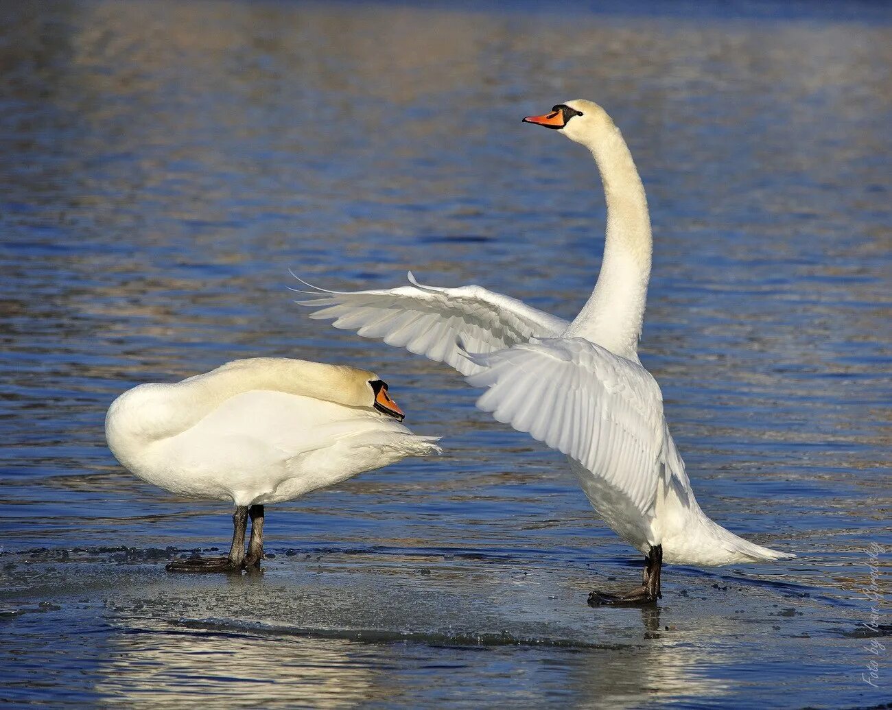 лебедь танцует