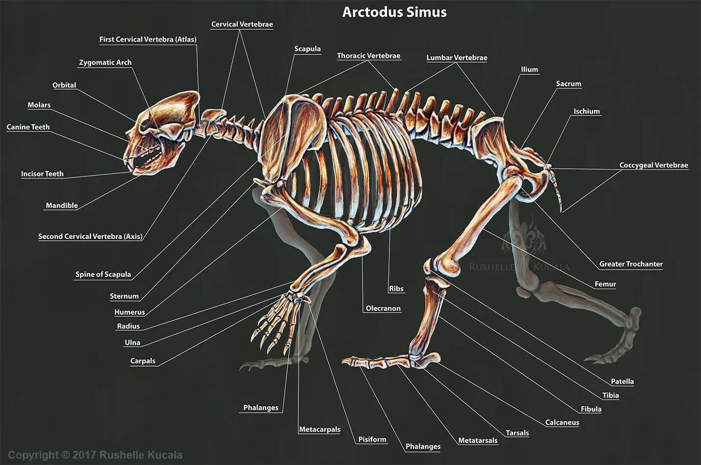 Особенности внутреннего строения медведя. Строение скелета бурого медведя. Скелет медведя строение. Анатомия бурого медведя скелет.