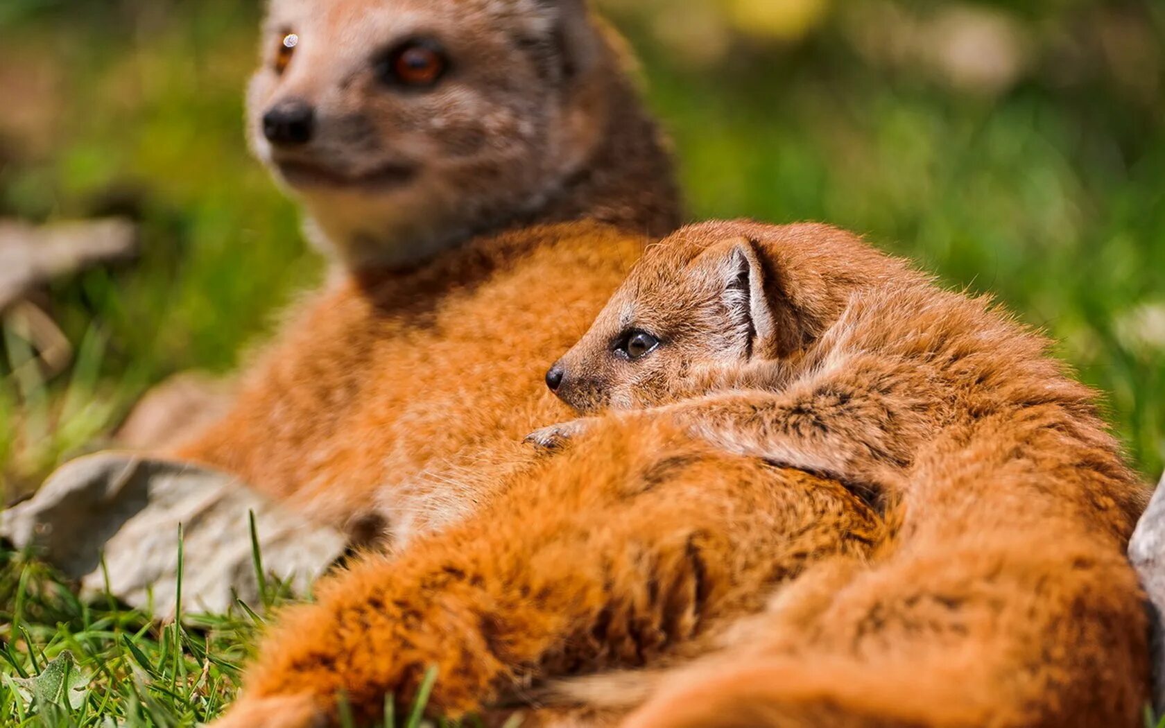 Кто такой мангуст. Самка мангуста. Королевский мангуст. Жёлтый мангуст. Лисицевидный мангуст.