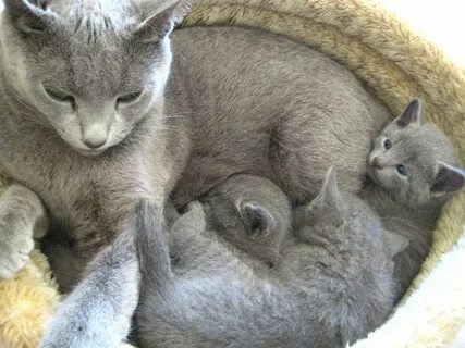 3 серых кота