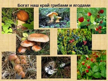 Images ОКРУЖАЮЩИЙ МИР РАЗНООБРАЗИЕ ПРИРОДЫ ХМАО