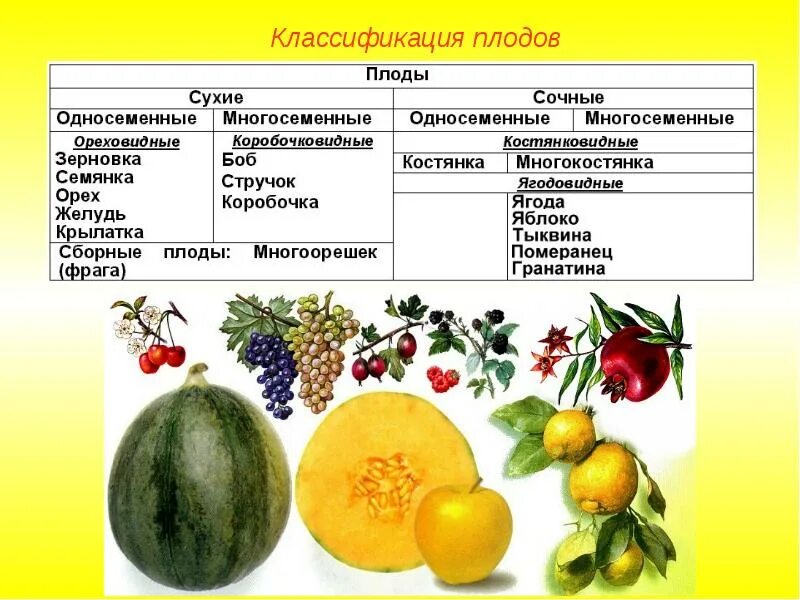 К однодольным относятся пшеница фасоль шиповник яблоня