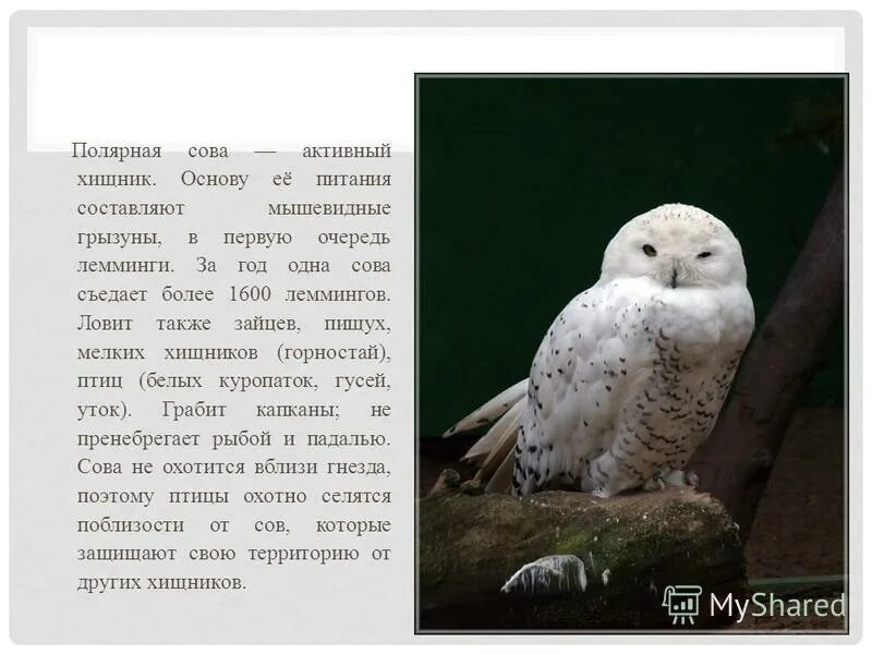 белый филин славянский гороскоп. доклад про белую сову. характеристика белого филина. белый филин по славянскому календарю характеристика. белая сова описание.