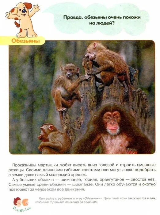 Любовь обезьян. Макака резус фото. Обезьяны обнимаются. Обезьянки любовь. Животные обнимаются.